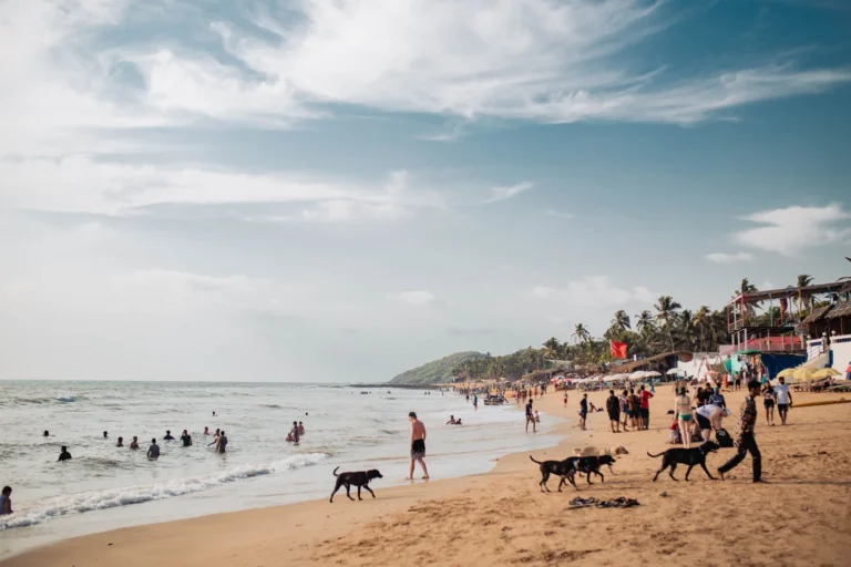 Beach Life, Goa
