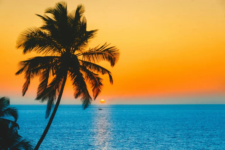 Palm Silhouette Sunset, Goa