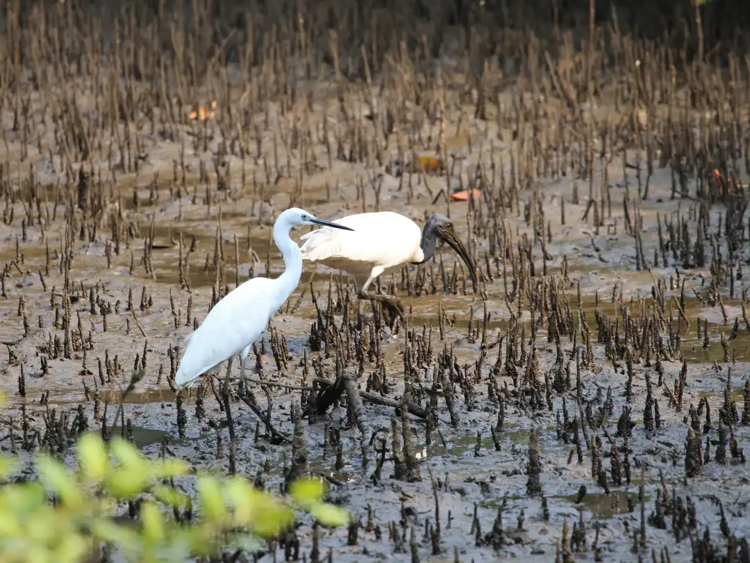 Black headed ibis and little egret at Salim Ali Bird Sanctuary, Goa