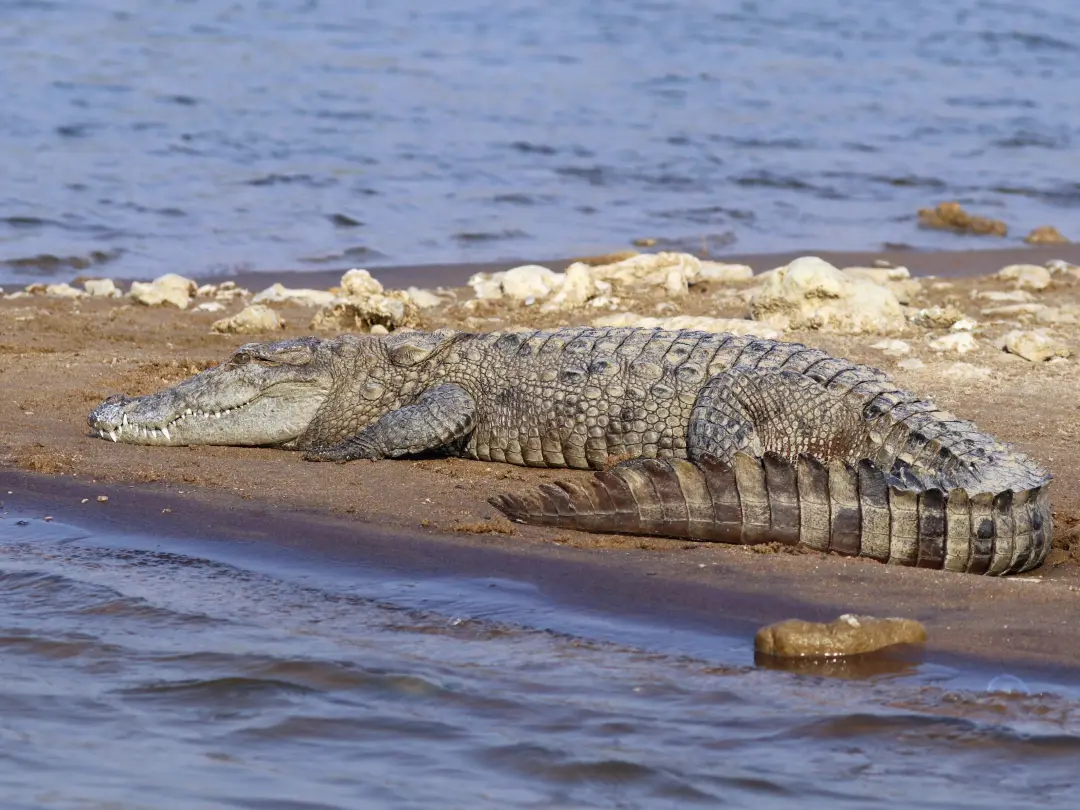 Wild mugger crocodile basking on river bank in India