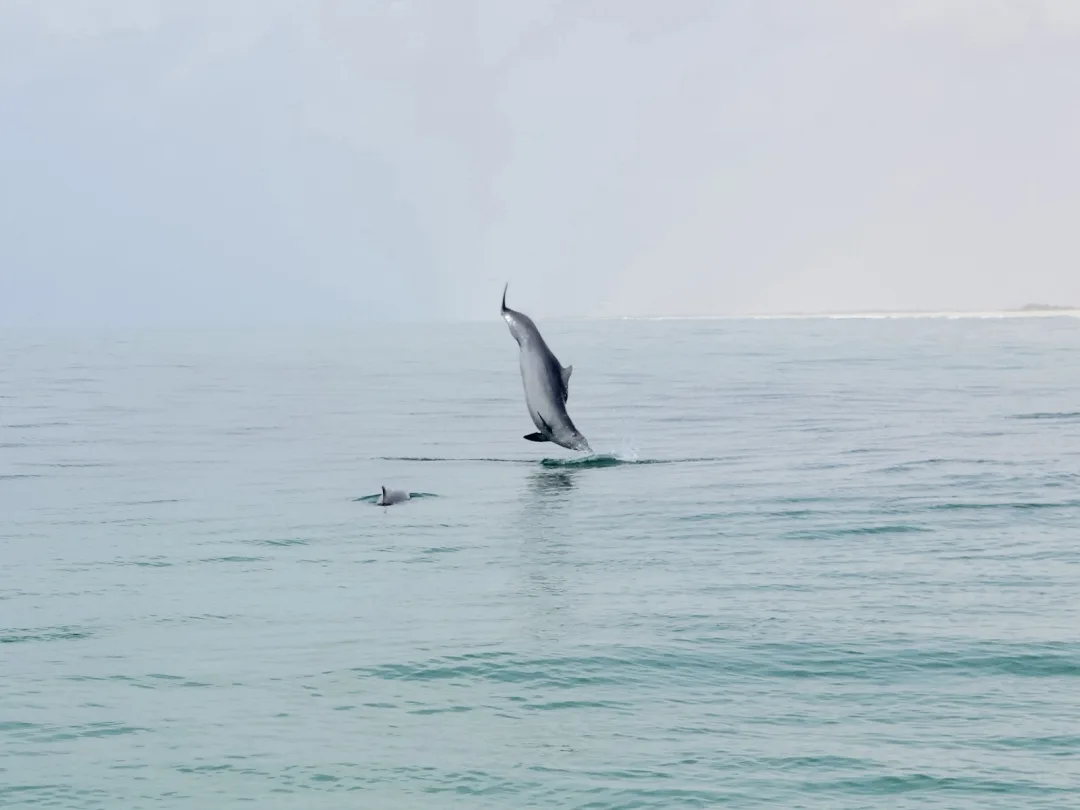 Wild dolphin jumping out of the sea near Grand Island, Goa