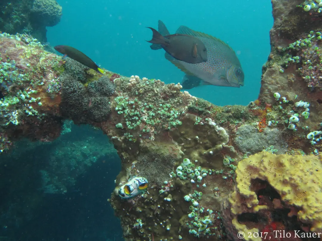 Snorkeling in crystal-clear water at Grand Island, Goa
