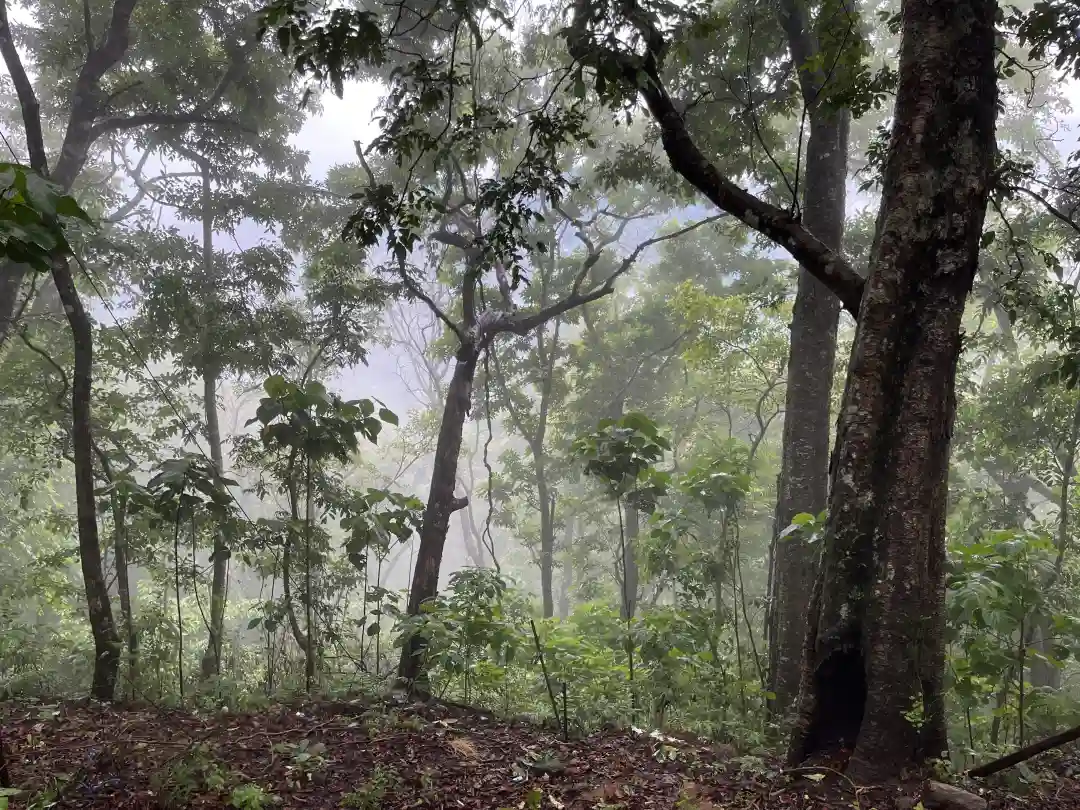 Trekking back through dense forest in the Western Ghats