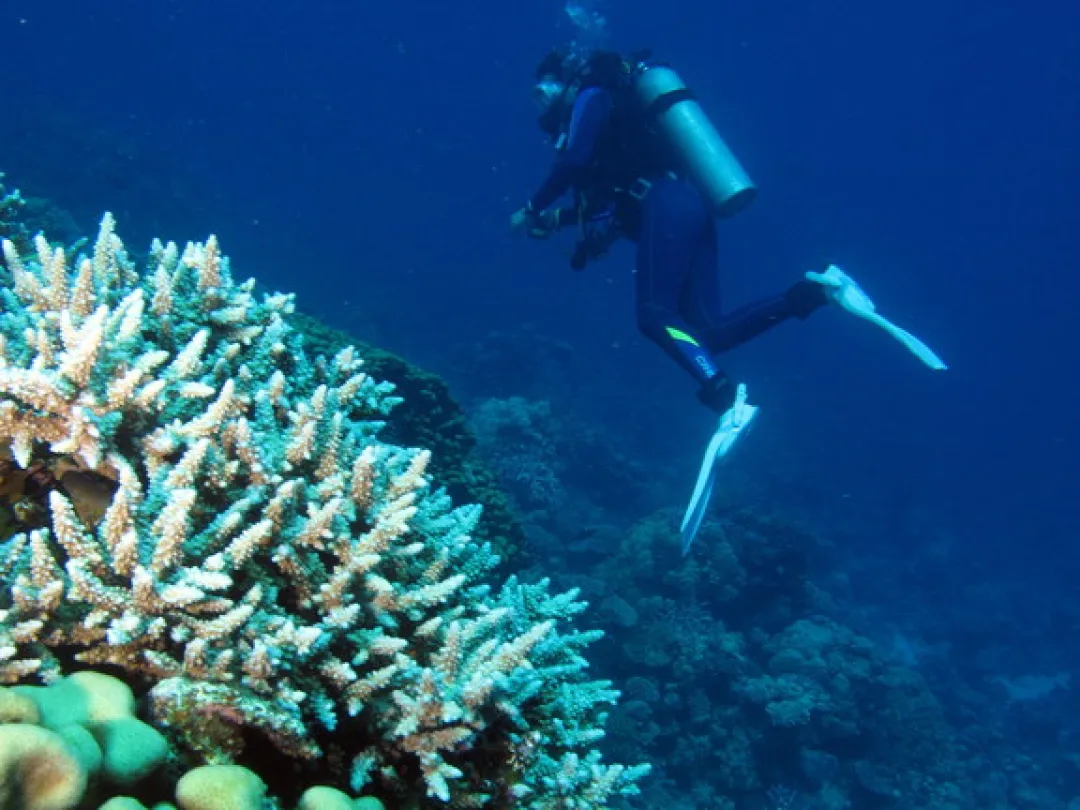 Scuba diver exploring coral reef underwater